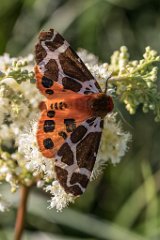 2017-07-31_06_Russischer_Baer_4811_RH