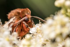 2017-07-31_07_Russischer_Baer_4834_RH