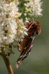 2017-07-31_08_Russischer_Baer_4862_RH