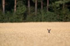 2017-07-31_09_Rehbock_9511_RH