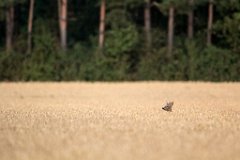 2017-07-31_10_Rehbock_9514_RH