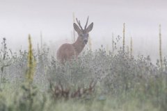 2017-07-31_11_Rehbock_9529_RH