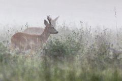 2017-07-31_12_Rehbock_9549_RH