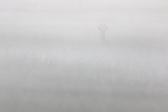 2017-07-31_13_Rehbock_9557_RH