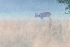 2017-07-31_14_Rehbock_9566_RH