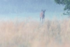 2017-07-31_15_Rehbock_9572_RH