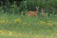 2017-07-31_16_Rehgeiss_mit_Kitz_9640_RH