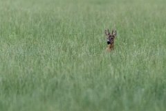 2017-07-31_17_Rehbock_9689_RH