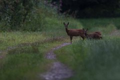 2017-07-31_19_Rehgeiss_mit_Kitz_5910_RH