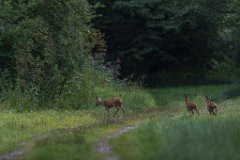 2017-07-31_20_Rehgeiss_mit_Kitz_5926_RH