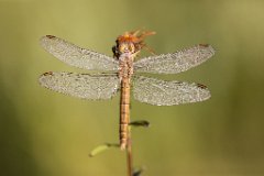 2017-07-31_21_Suedlicher_Blaupfeil_w_5556_RH