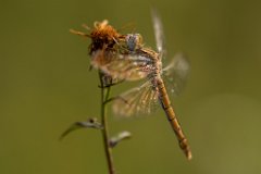 2017-07-31_22_Suedlicher_Blaupfeil_w_5727_RH