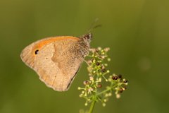 2017-07-31_27_Wiesenvoegelchen_5609_RH