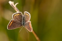 2017-07-31_28_Blaeuling_5794_RH