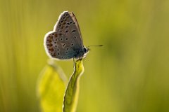 2017-07-31_29_Blaeuling_5831_RH