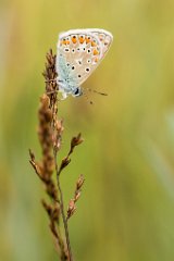 2017-07-31_30_Blaeuling_5641_RH