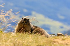 2017-08-31_17_Grossglockner_Murmeltiere_6908_RH