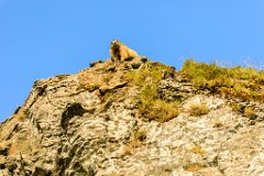 2017-08-31_18_Grossglockner_Murmeltiere_6940_RH