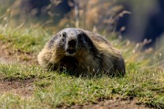 2017-08-31_19_Grossglockner_Murmeltiere_6964_RH