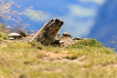 2017-08-31_20_Grossglockner_Murmeltiere_6965_RH