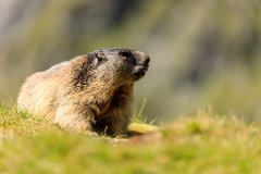 2017-08-31_21_Grossglockner_Murmeltiere_6980_RH