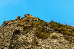 2017-08-31_22_Grossglockner_Murmeltiere_6997_RH