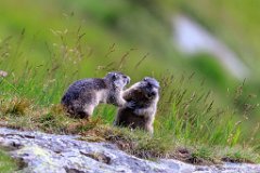 2017-08-31_23_Grossglockner_Murmeltiere_7055_RH