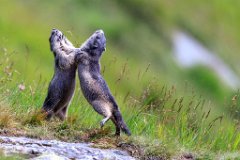 2017-08-31_24_Grossglockner_Murmeltiere_7081_RH
