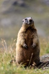 2017-08-31_25_Grossglockner_Murmeltiere_7138_RH