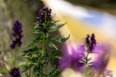 2017-08-31_28_Grossglockner_Eisenhut__RH