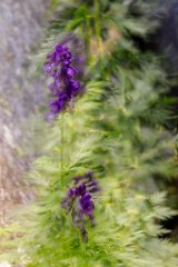 2017-08-31_29_Grossglockner_Eisenhut_7232_RH