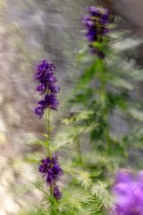 2017-08-31_30_Grossglockner_Eisenhut_7244_RH
