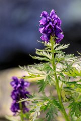 2017-08-31_31_Grossglockner_Eisenhut_7248_RH