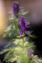 2017-08-31_32_Grossglockner_Eisenhut_7251_RH