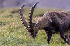 2017-08-31_34_Grossglockner_Steinboecke_7560_RH