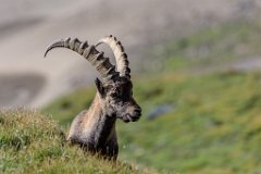 2017-08-31_35_Grossglockner_Steinboecke_7650_RH