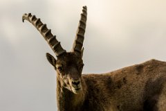 2017-08-31_36_Grossglockner_Steinboecke_7719_RH