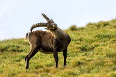 2017-08-31_37_Grossglockner_Steinboecke_7723_RH