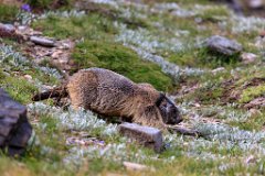 2017-08-31_38_Grossglockner_Murmeltiere_7841_RH