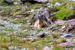 2017-08-31_39_Grossglockner_Murmeltiere_7876_RH