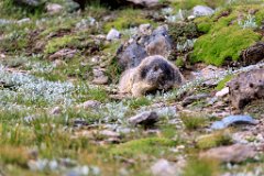 2017-08-31_40_Grossglockner_Murmeltiere_7880_RH