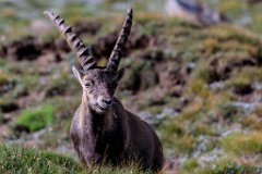 2017-08-31_41_Grossglockner_Steinboecke_7657_RH