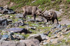 2017-08-31_42_Grossglockner_Steinboecke_7944_RH