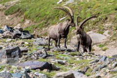 2017-08-31_43_Grossglockner_Steinboecke_7961_RH