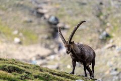 2017-08-31_44_Grossglockner_Steinboecke_7968_RH