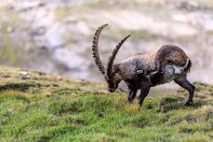 2017-08-31_45_Grossglockner_Steinboecke_7990_RH