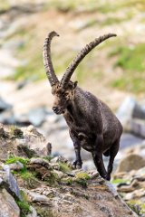 2017-08-31_46_Grossglockner_Steinboecke_8031_RH