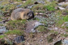 2017-08-31_47_Grossglockner_Murmeltiere_8083_RH