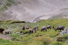 2017-08-31_48_Grossglockner_Steinboecke_8098_RH