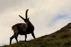 2017-08-31_49_Grossglockner_Steinboecke_8135_RH